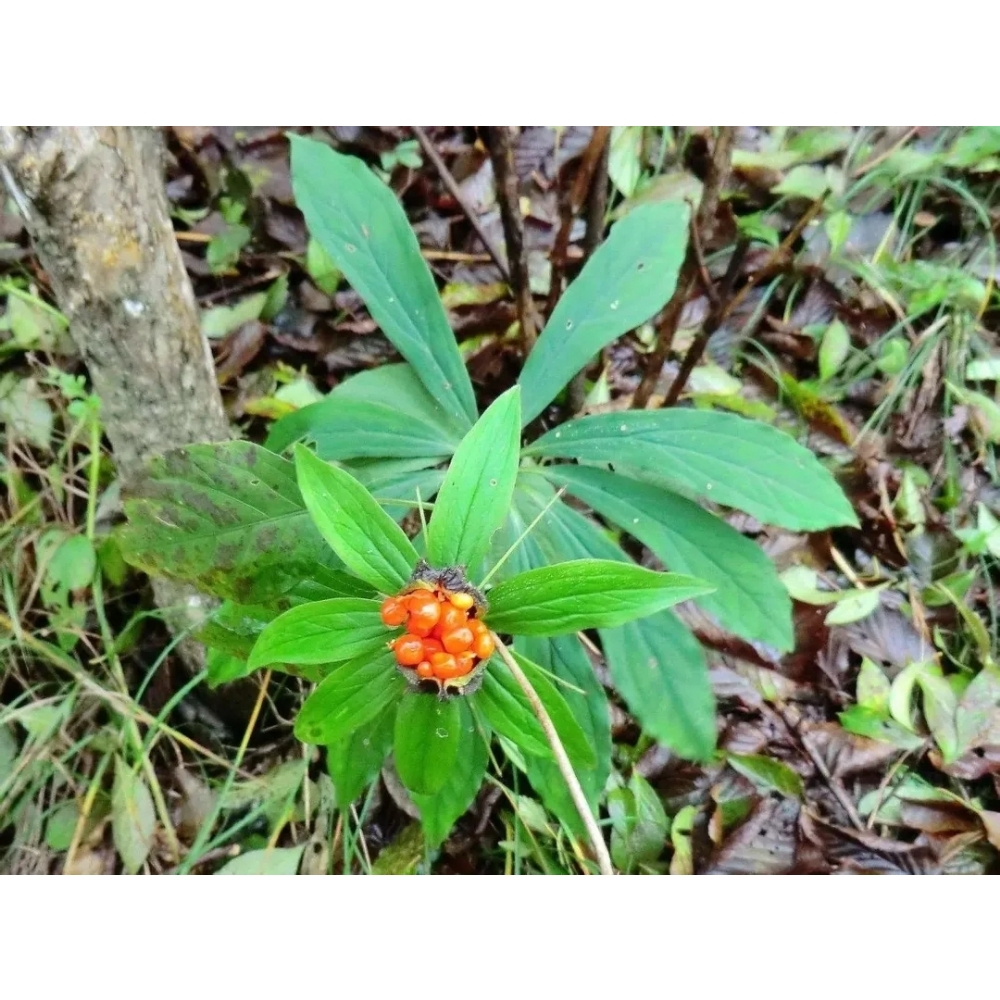 七叶一枝花:   毒蛇🐍克星，癌症救星，国家保护名贵药材，有规模种植商家销售推广